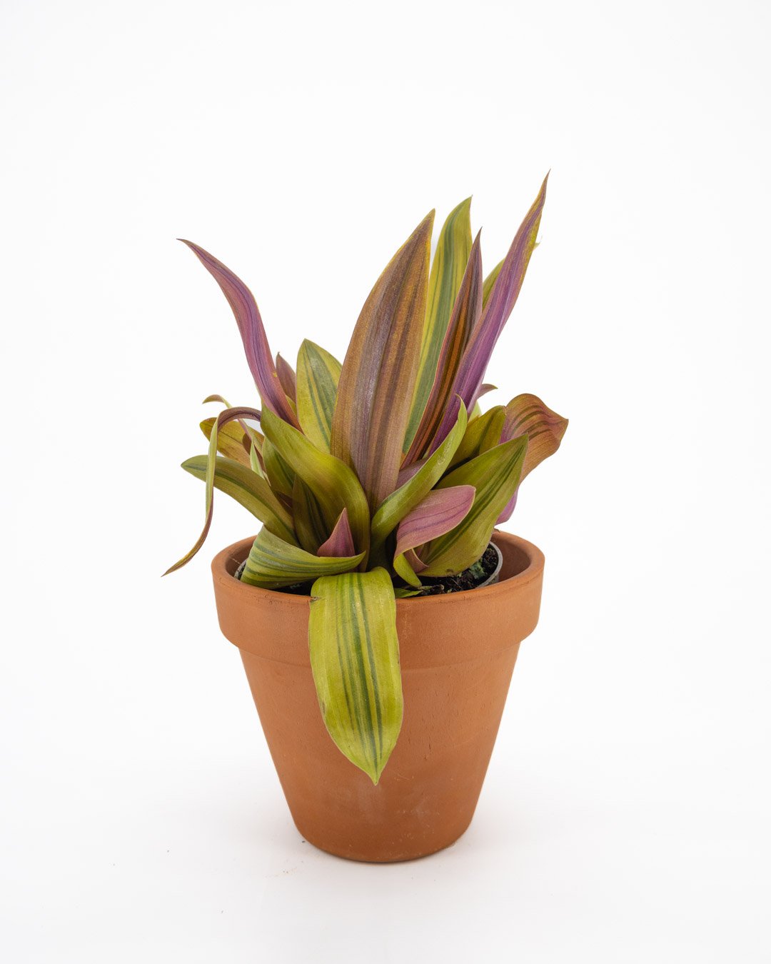 ficus - VivaiBrugna