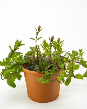 Menta Piperita