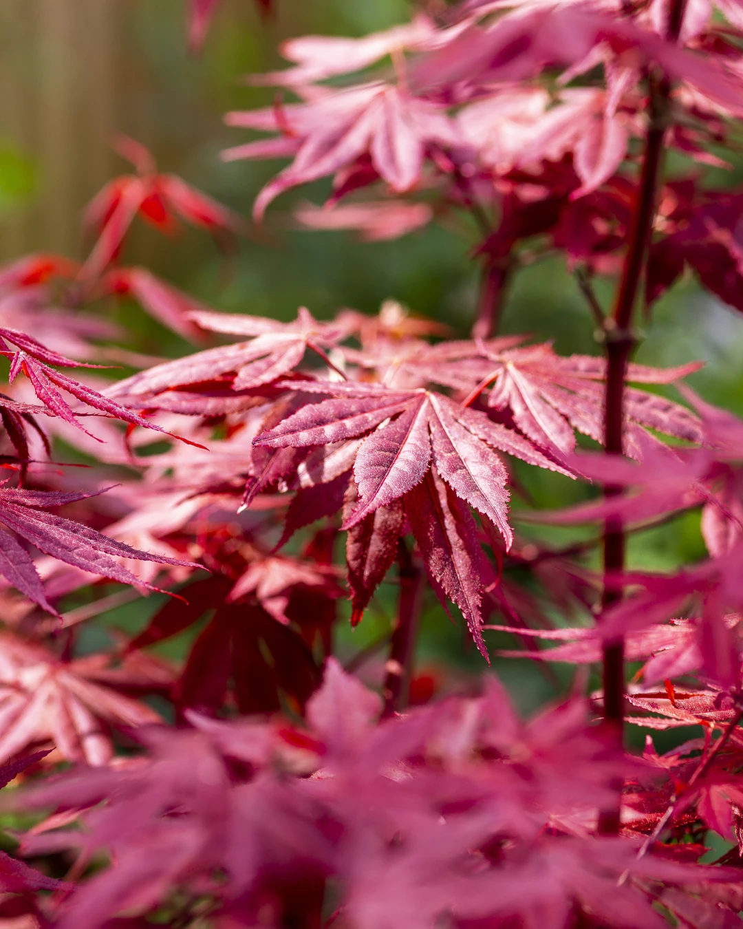Acer palmatum 'Bloodgood' - VivaiBrugna