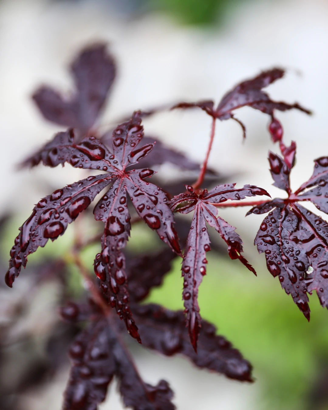 Acer palmatum 'Bloodgood' - VivaiBrugna