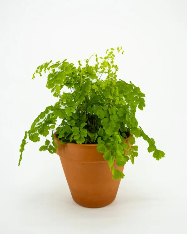 Adiantum raddianum - VivaiBrugna