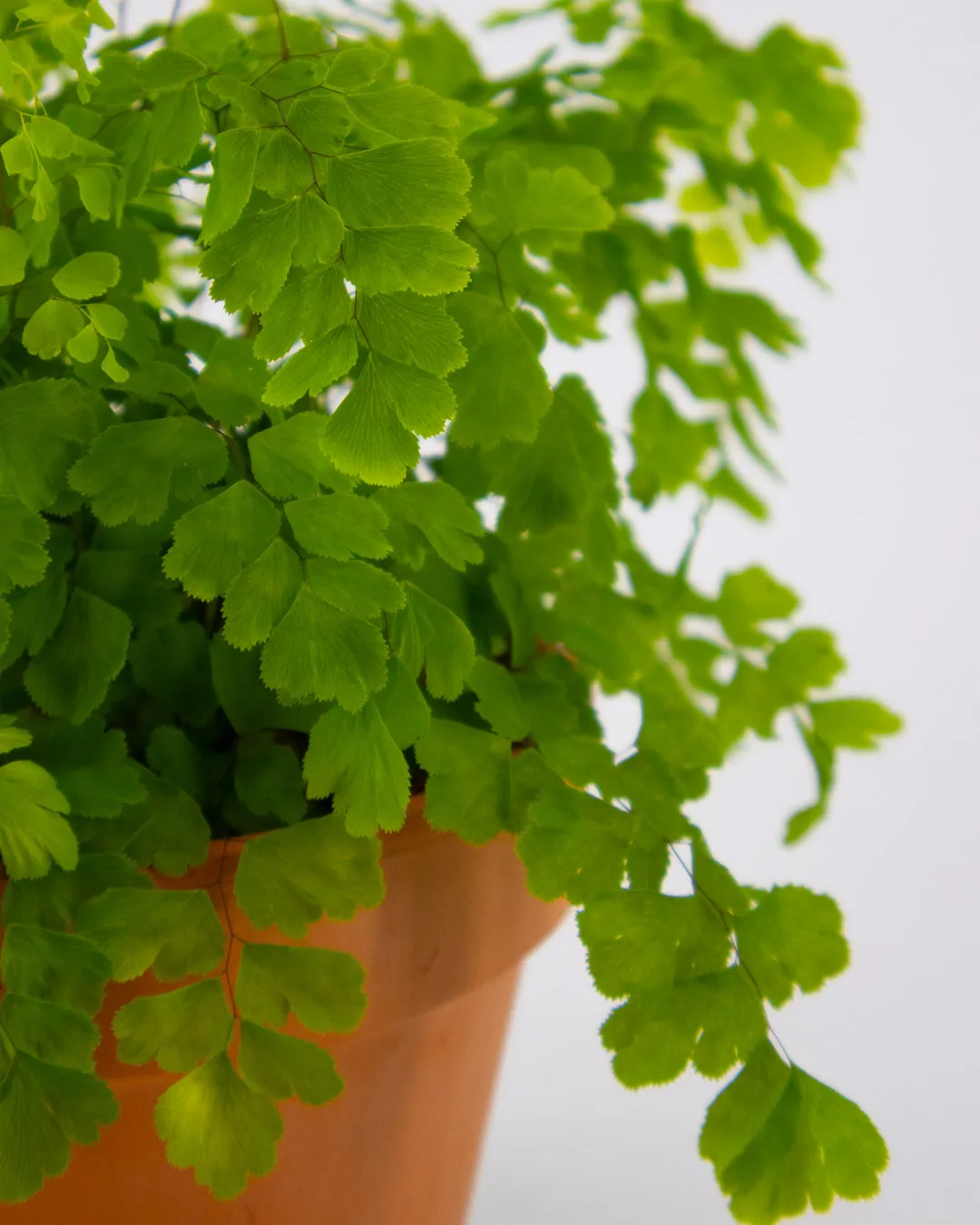 Adiantum raddianum - VivaiBrugna