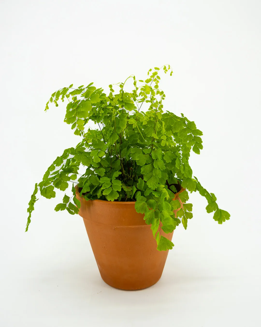 Adiantum raddianum - VivaiBrugna
