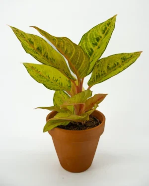 Aglaonema ‘Chartreuse Pretty’ - VivaiBrugna