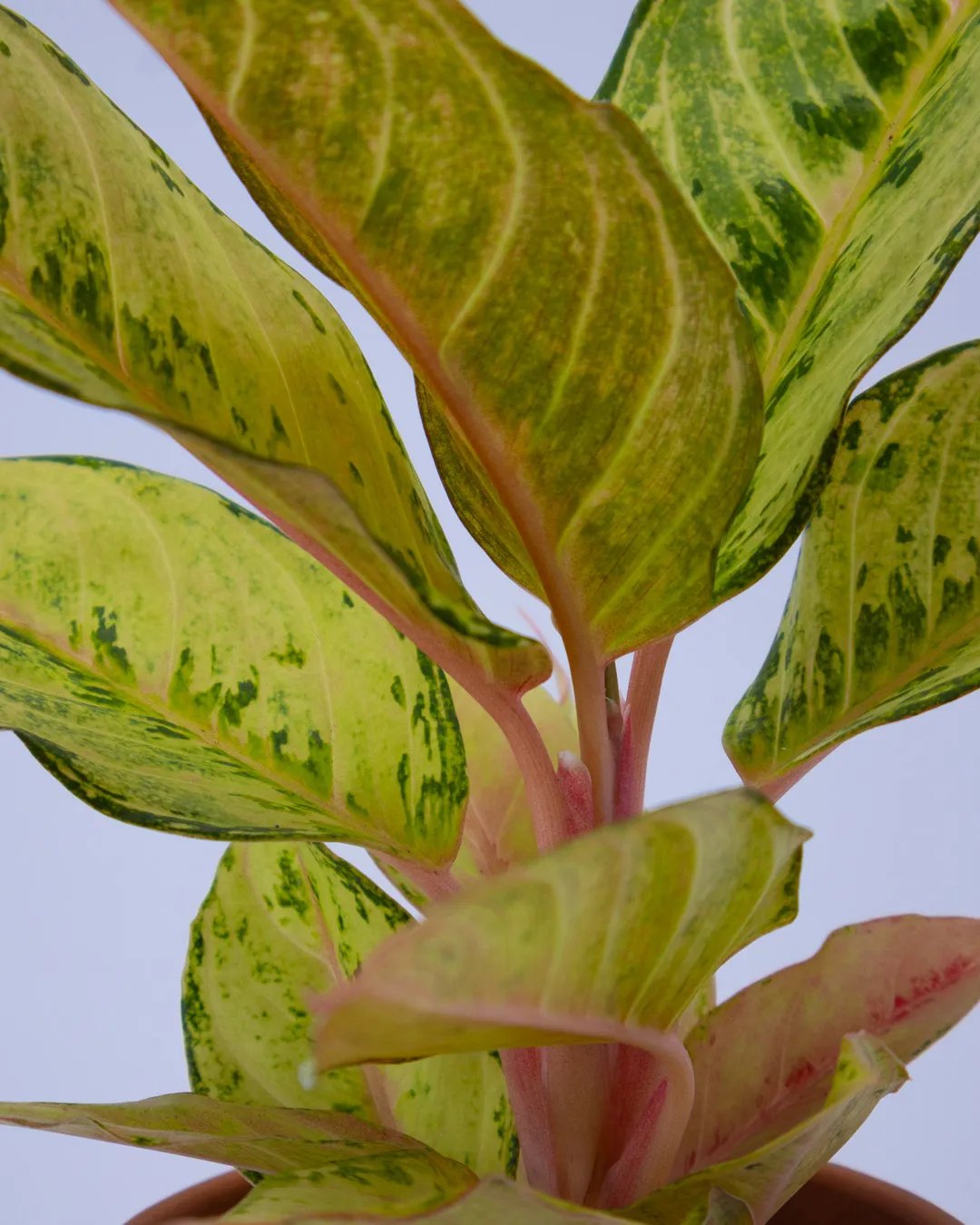 Aglaonema ‘Chartreuse Pretty’ - VivaiBrugna