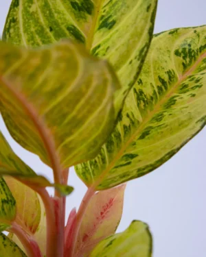 Aglaonema ‘Chartreuse Pretty’ - VivaiBrugna