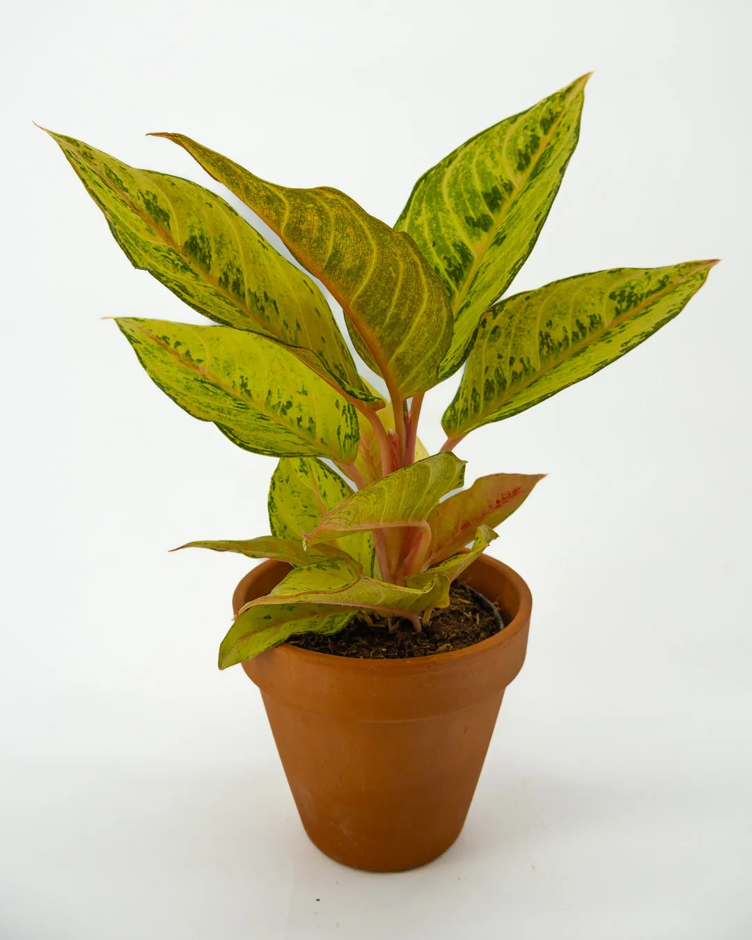 Aglaonema ‘Chartreuse Pretty’ - VivaiBrugna