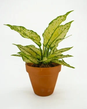 Aglaonema white kiwi - VivaiBrugna
