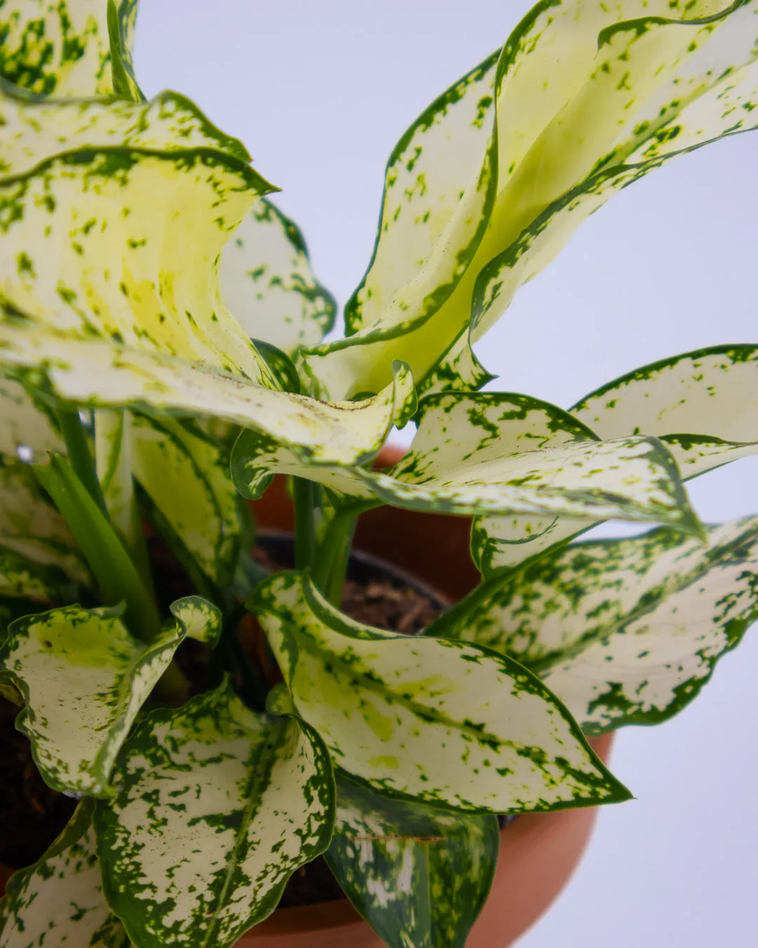 Aglaonema white kiwi - VivaiBrugna