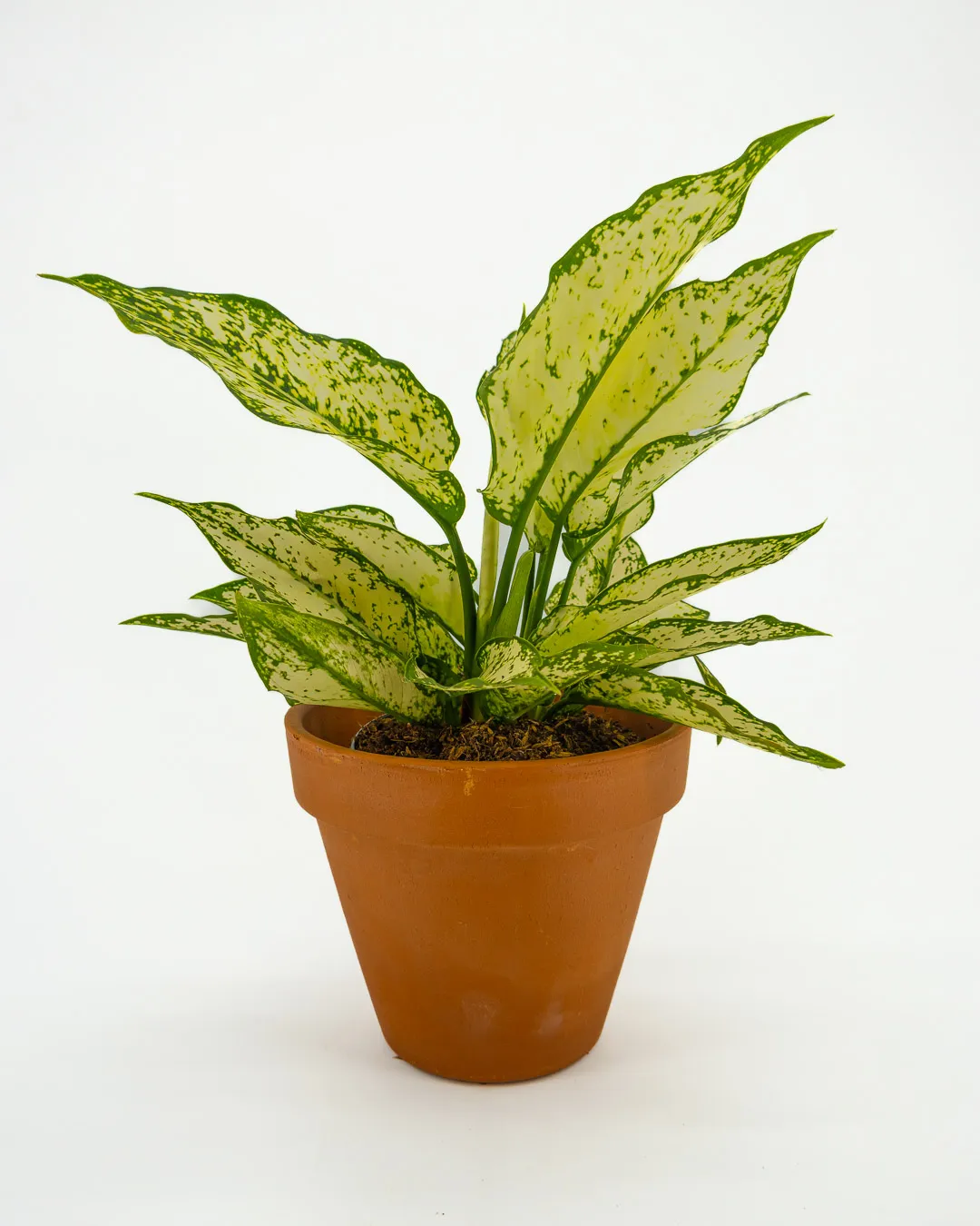 Aglaonema white kiwi - VivaiBrugna