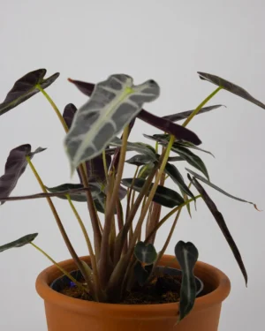 Alocasia longiloba ‘Arrow’ - VivaiBrugna