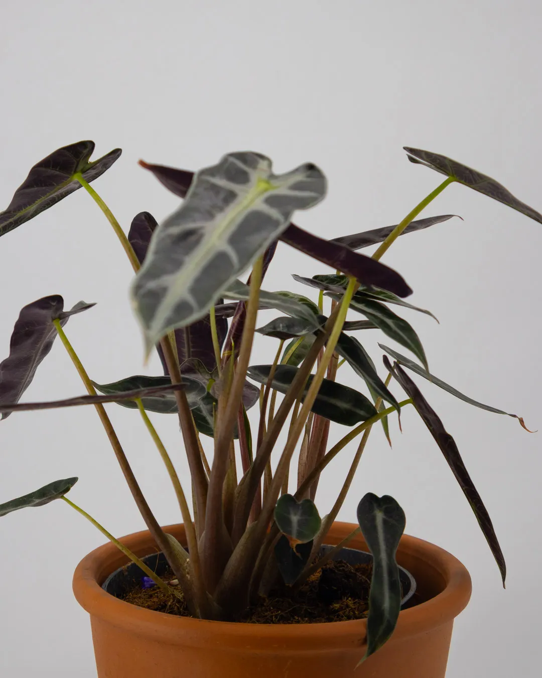 Alocasia longiloba ‘Arrow’ - VivaiBrugna