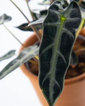 Alocasia longiloba ‘Arrow’ - VivaiBrugna