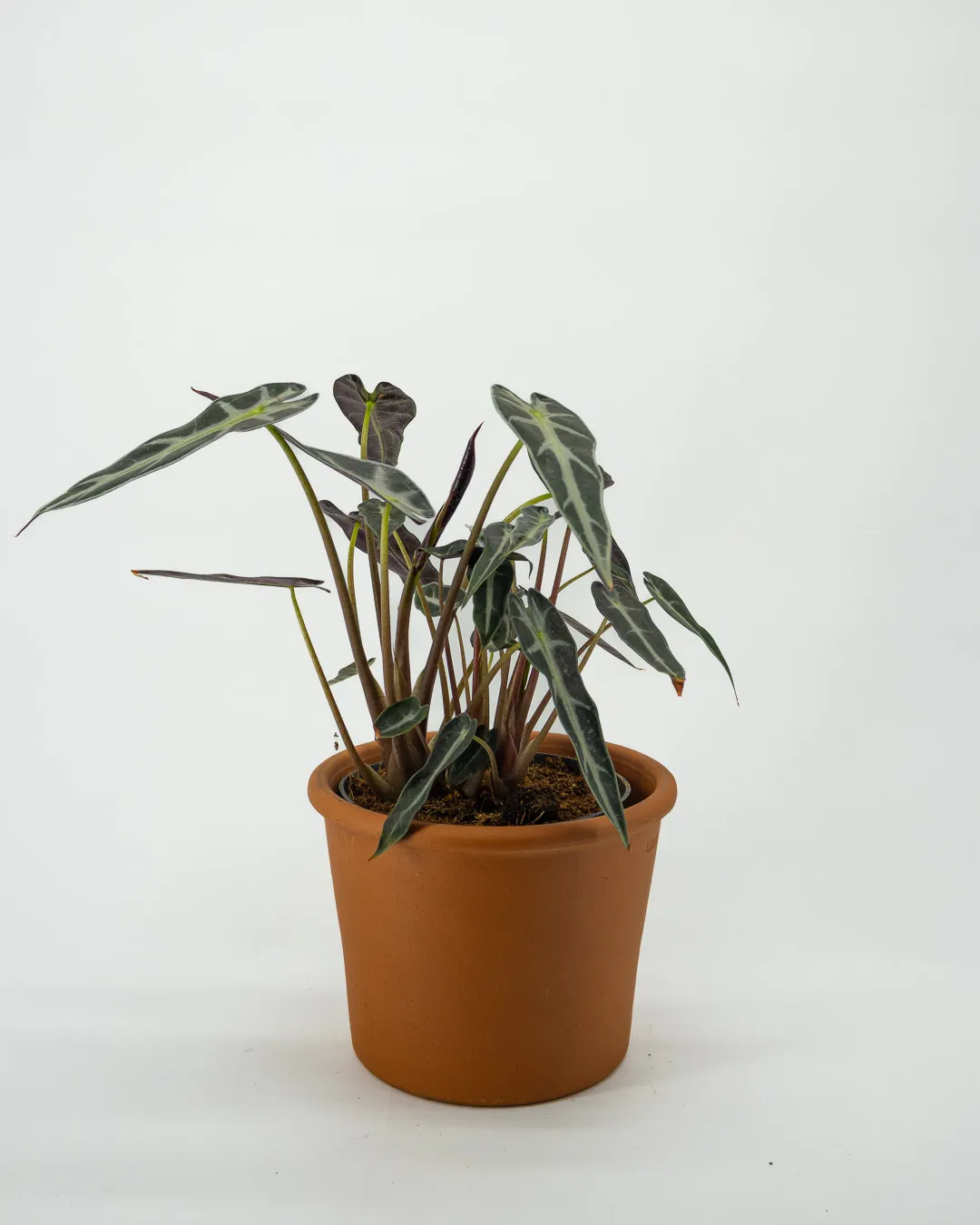 Alocasia longiloba ‘Arrow’ - VivaiBrugna