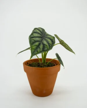 Alocasia dragon scale - VivaiBrugna