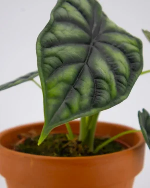 Alocasia dragon scale - VivaiBrugna