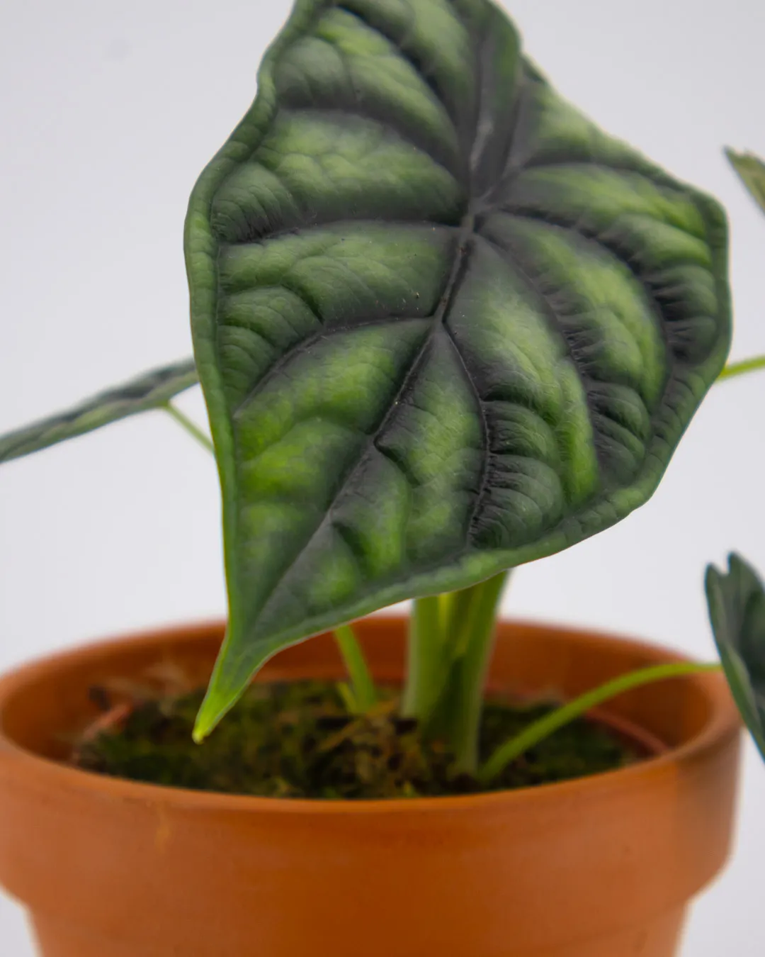 Alocasia dragon scale - VivaiBrugna