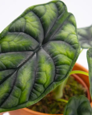 Alocasia dragon scale - VivaiBrugna