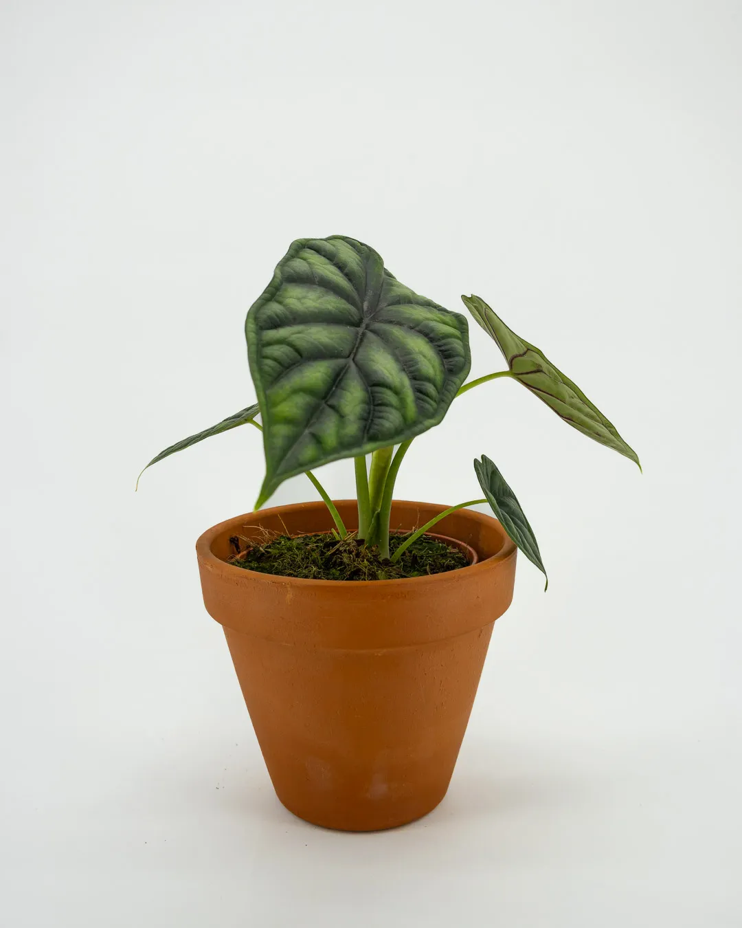 Alocasia dragon scale - VivaiBrugna