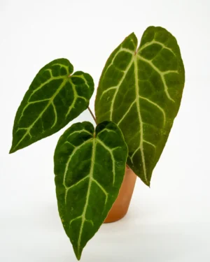 Anthurium clarinervium - VivaiBrugna