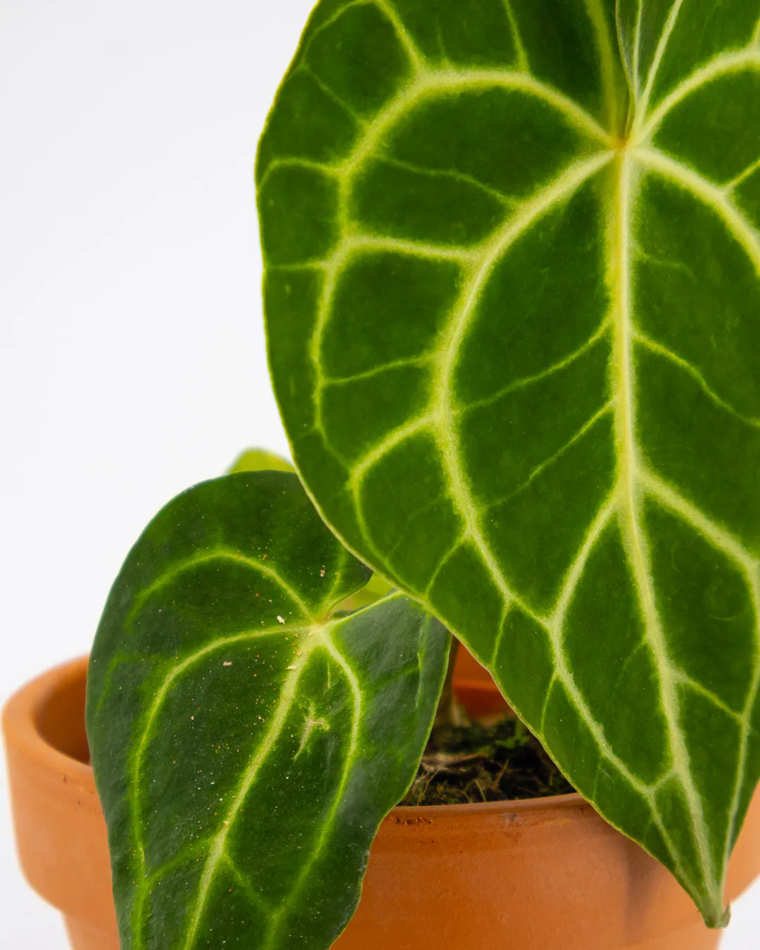 Anthurium clarinervium - VivaiBrugna