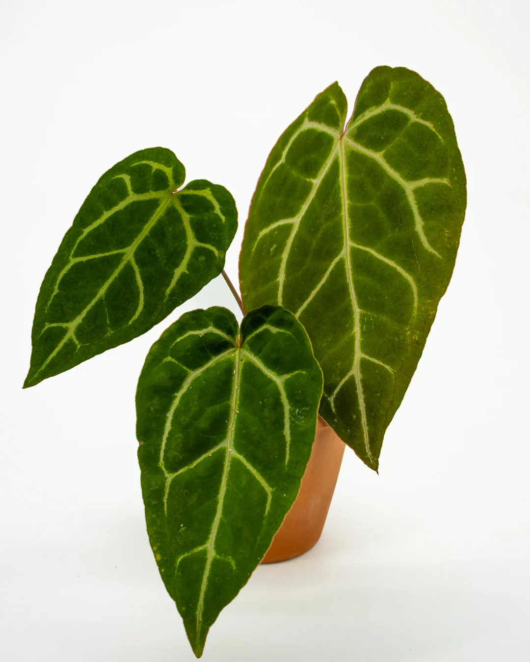 Anthurium clarinervium - VivaiBrugna