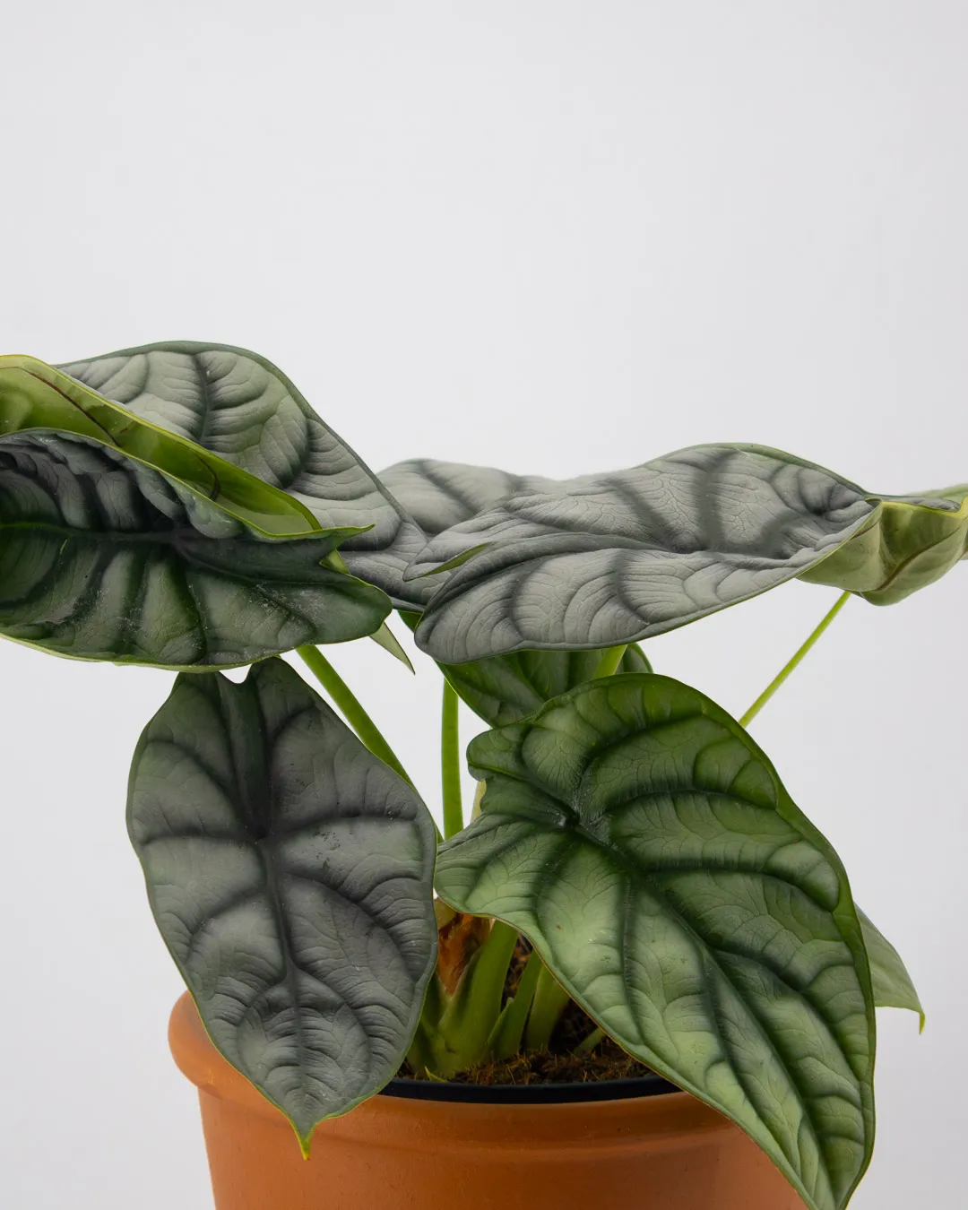 Anthurium chrystallinum - VivaiBrugna