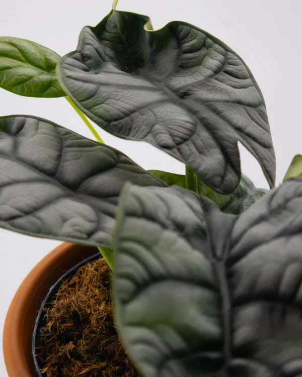 Anthurium chrystallinum - VivaiBrugna
