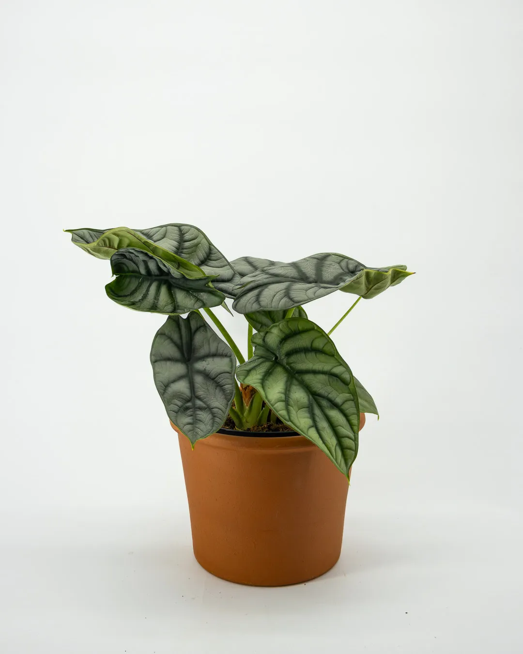 Anthurium chrystallinum - VivaiBrugna