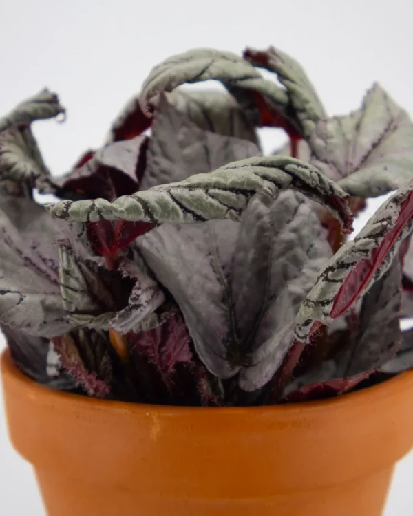 Begonia Beleaf ‘Arctic Breeze’ - VivaiBrugna