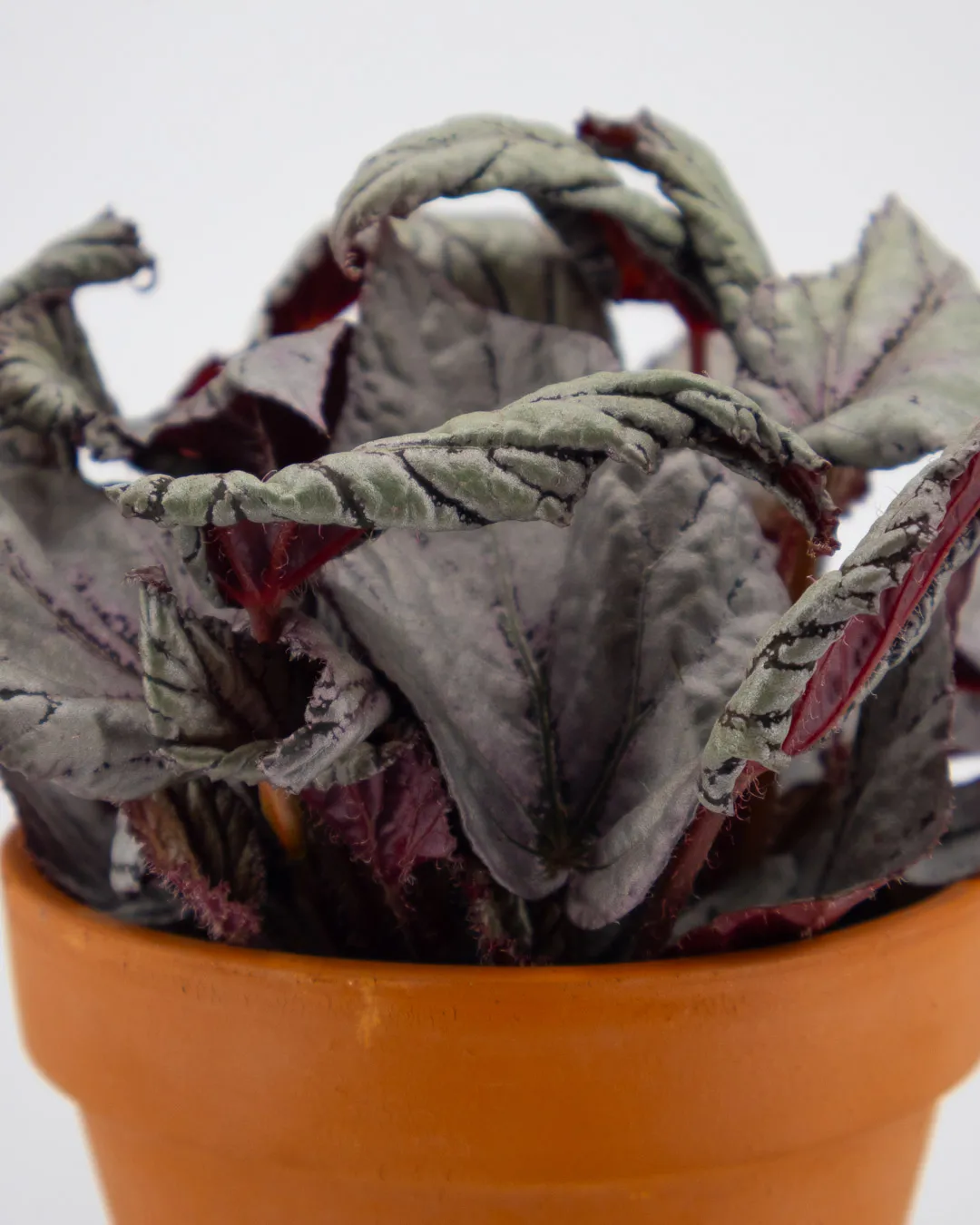 Begonia Beleaf ‘Arctic Breeze’ - VivaiBrugna