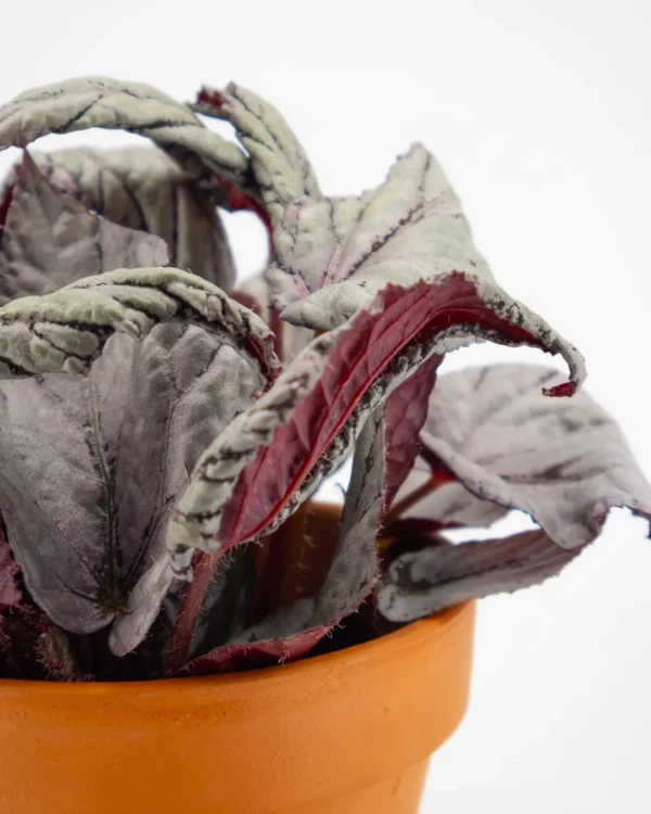 Begonia Beleaf ‘Arctic Breeze’ - VivaiBrugna