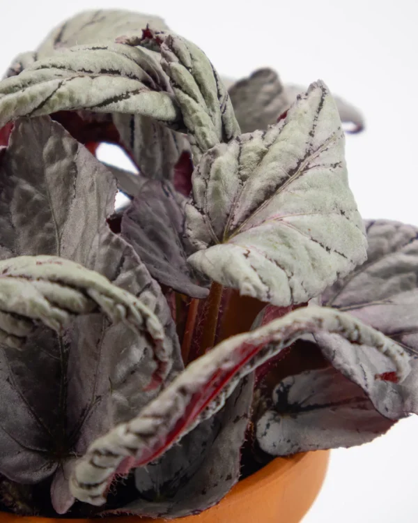 Begonia Beleaf ‘Arctic Breeze’ - VivaiBrugna
