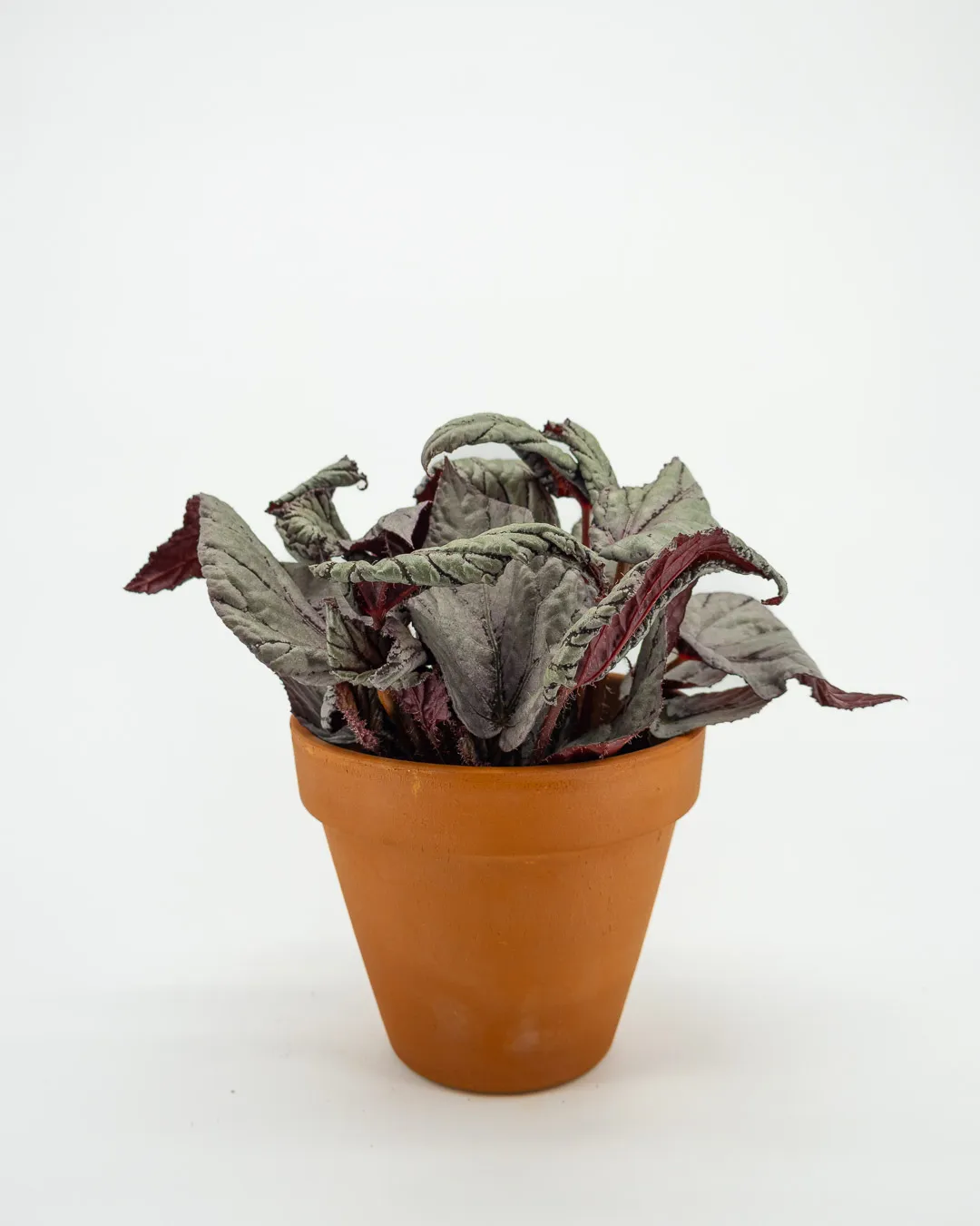 Begonia Beleaf ‘Arctic Breeze’ - VivaiBrugna