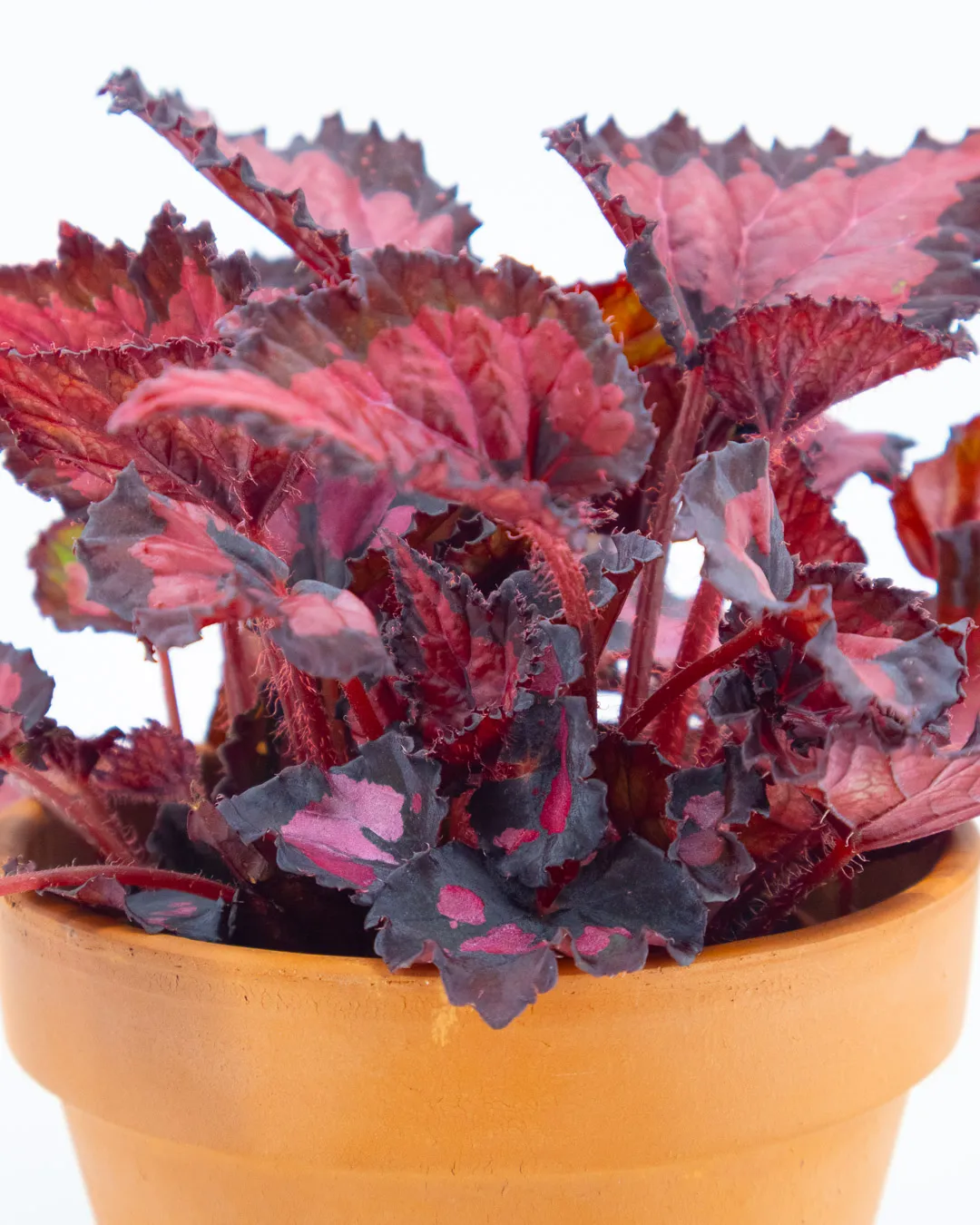 Begonia Beleaf ‘Inca Night’ - VivaiBrugna