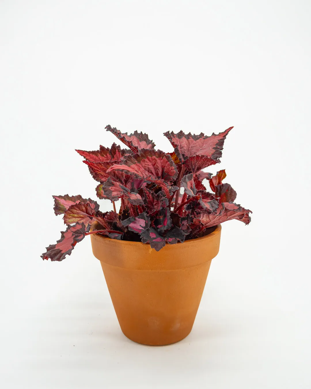 Begonia Beleaf ‘Inca Night’ - VivaiBrugna