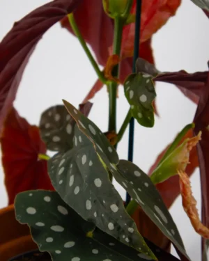 Begonia maculata - VivaiBrugna