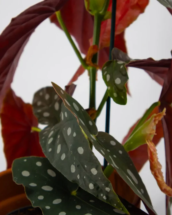 Begonia maculata - VivaiBrugna