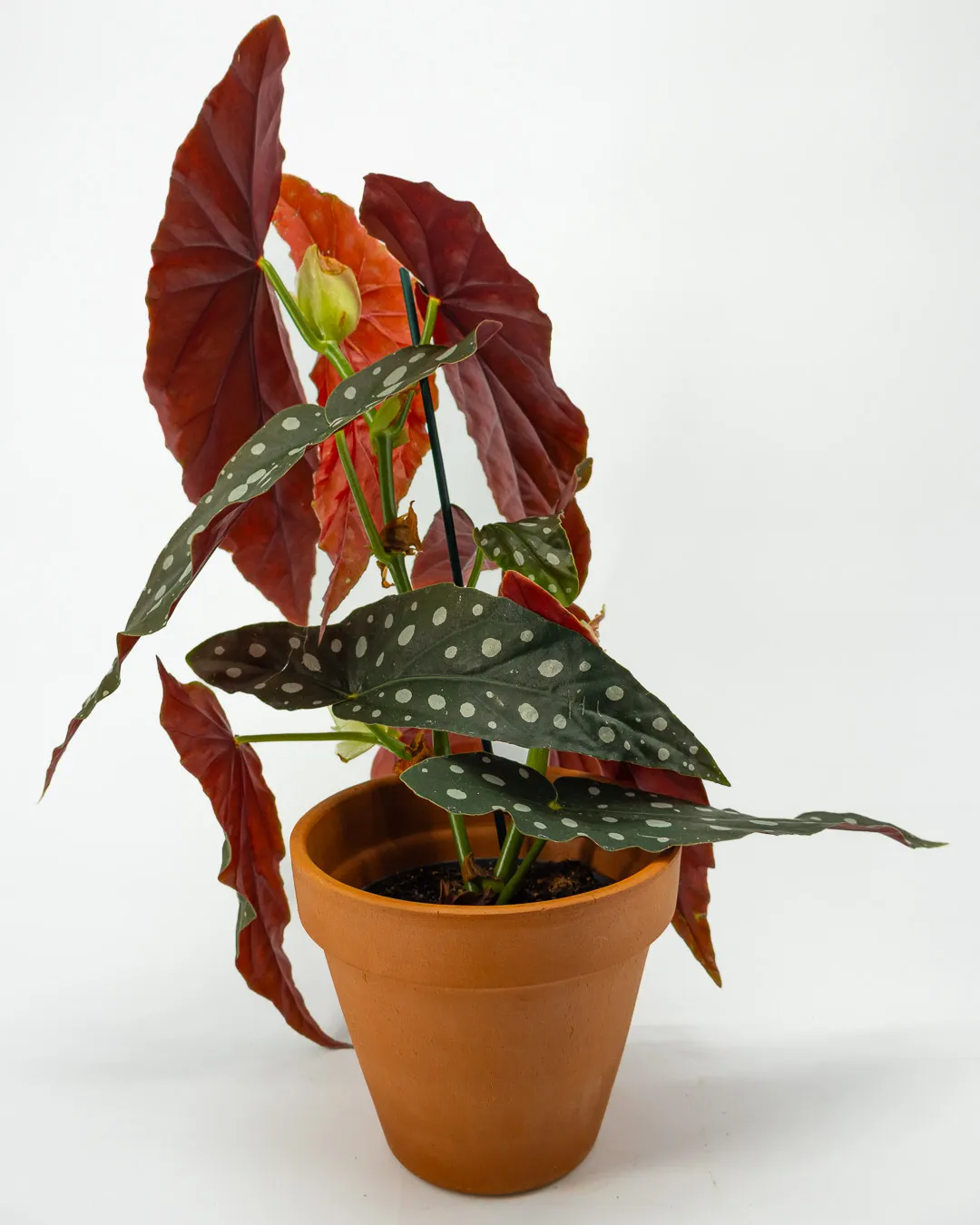 Begonia maculata - VivaiBrugna