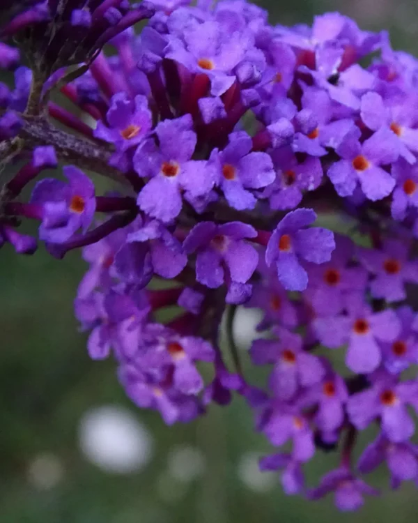 Buddleia davidii butterfly candy litte ruby - VivaiBrugna
