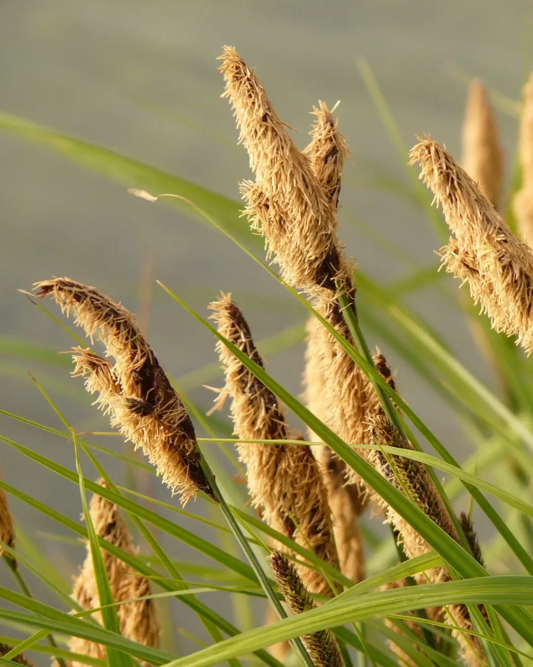 Carex Testacea Prairie Fire - VivaiBrugna