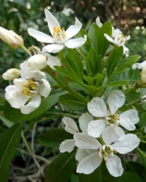 Choisya Ternata White Dazzler - VivaiBrugna