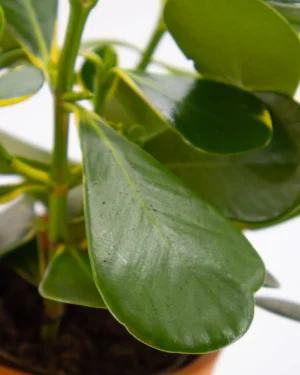 Clusia Rosea - VivaiBrugna