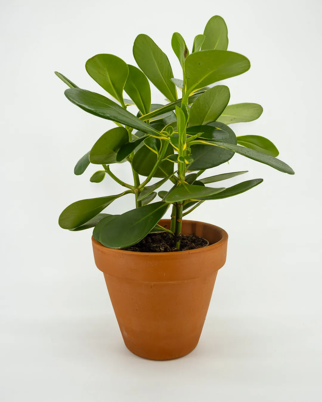 Clusia Rosea - VivaiBrugna