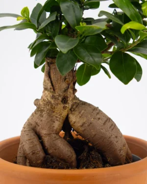 Ficus Ginseng - VivaiBrugna
