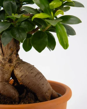 Ficus Ginseng - VivaiBrugna