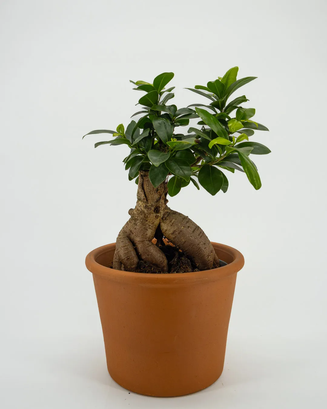 Ficus Ginseng - VivaiBrugna
