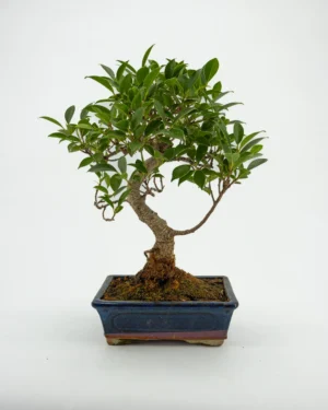 Ficus Microcarpa - VivaiBrugna