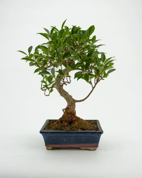 Ficus Microcarpa - VivaiBrugna