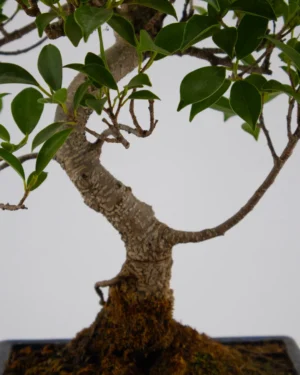 Ficus Microcarpa - VivaiBrugna